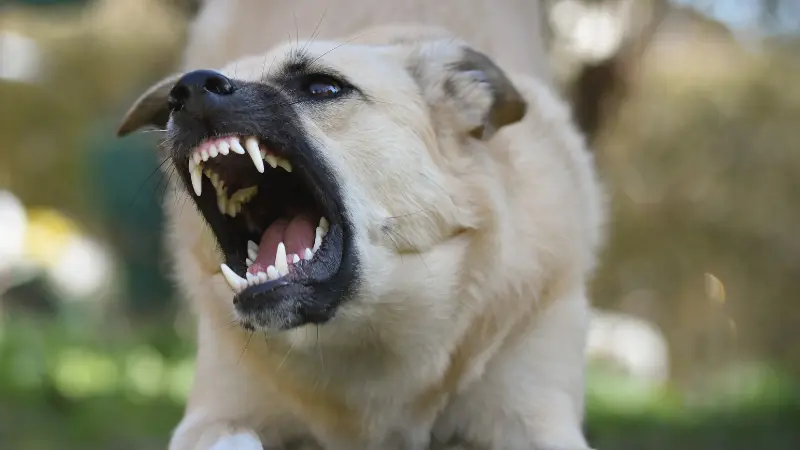 Illustrative image of a dangerous dog restrained outdoors, representing the Staten Island Dog Attack that led to a fatal investigation