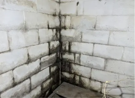 Mold and Mildew